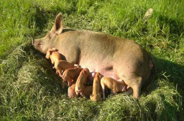자연에 풀어 놓아진 어미 돼지가 포유 활동을 하고 있다. 동물 복지 환경 최적화 사례. 사진=윤진현 전남대학교 교수 제공