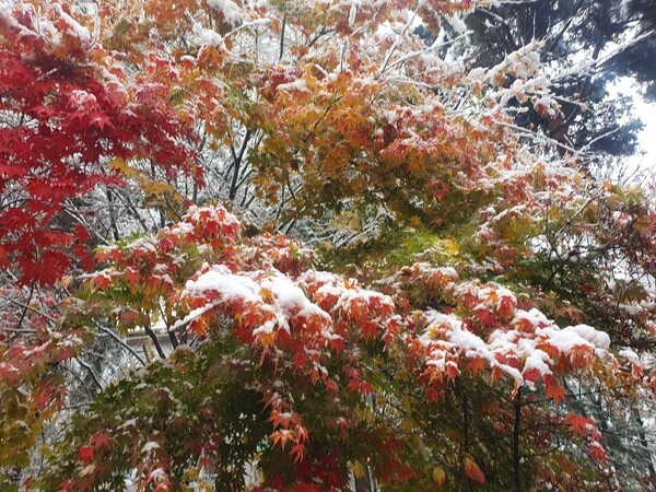 지난 27일 서울에 11월 역대 가장 많은 눈이 내린 가운데, 단풍나무 위에 눈이 쌓인 모습. 사진=최나영 기자 