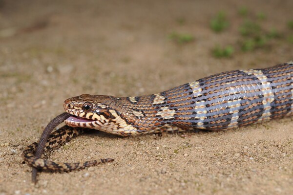 구렁이. 사진=국립생물자원관 