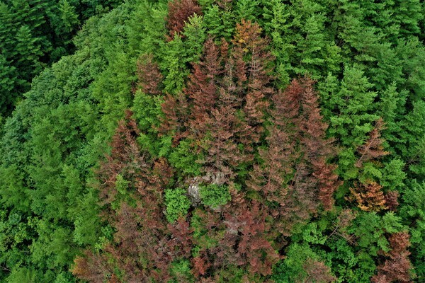 경북 울진 전곡리에 금강소나무가 집단 고사한 모습. 사진=녹색연합 