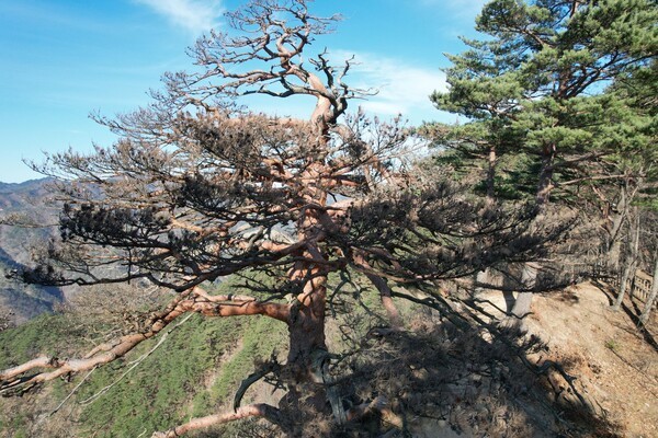 \'대왕소나무\'라 불리는 경북 울진의 600년 된 금강소나무. 사진=녹색연합