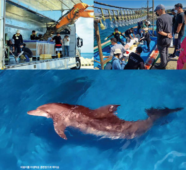 남방큰돌고래 비봉이를 야생적응 훈련장으로 재이송하는 장면. 사진=해양수산부 \'제주 남방큰돌고래 해양방류 백서\' 내용 중 발췌.