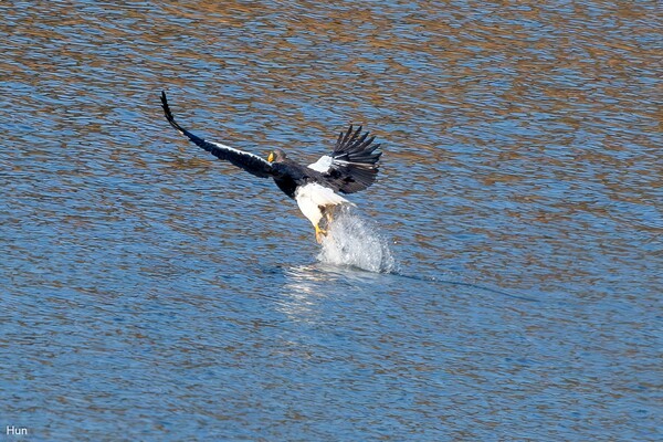 지난 1월30일 참수리가 사냥하는 모습이 울산 울주군에서 포착됐다. 사진=조류 동호인 김태훈씨