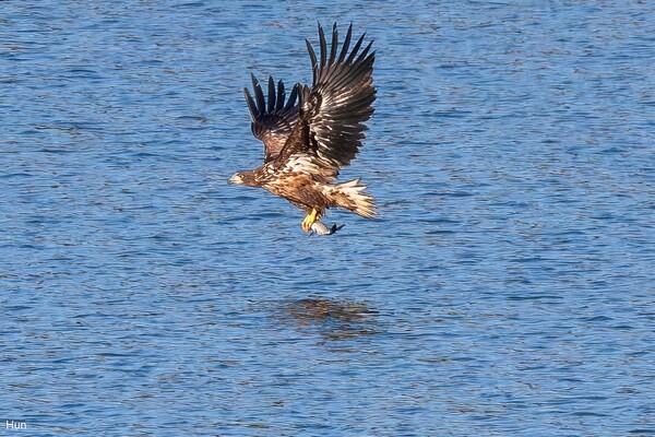 지난 1월30일 흰꼬리수리가 사냥하는 모습이 울산 울주군에서 포착됐다. 사진=조류 동호인 김태훈씨
