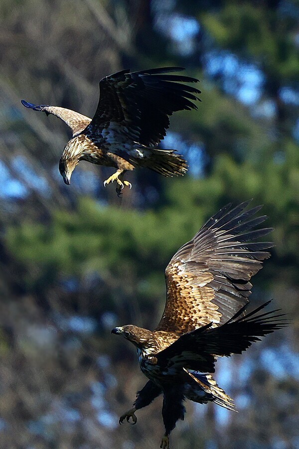 지난 2월13일 흰꼬리수리가 영역 싸움을 하는 모습이 울산 울주군에서 포착됐다. 사진=시민 생물학자 겸 사진작가 윤기득씨 