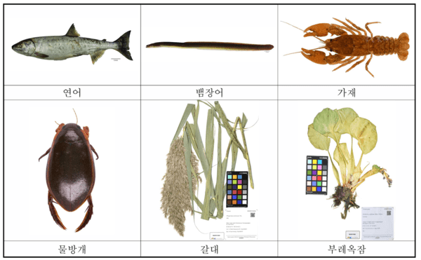 국립낙동강생물자원관 담수생물다양성 정보포털에 실린 담수생물 디지털 이미지. 사진=환경부