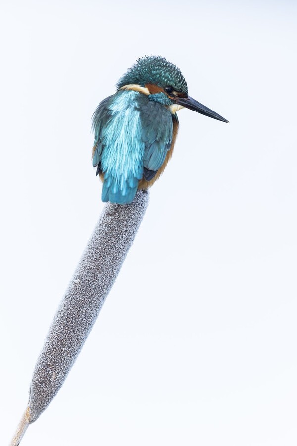 2025년 세계자연사진상 동물 초상화 부문 은상 수상작.킹피셔. © Vince Burton