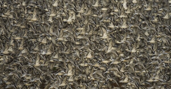 2025년 세계자연사진상 조류 부문 금상 수상작. 수만 마리 새들. © Clive Burns