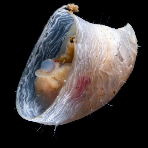 오션센서스가 발견한 삿갓조개(Limpet).  ©Martin Hartley / The Nippon Foundation-Nekton Ocean Census