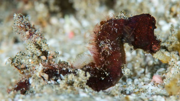 오션센서스가 발견한 피그미 파이프호스(Pygmy Pipehorse). ©The Nippon Foundation-Nekton Ocean Census / Richard Smith
