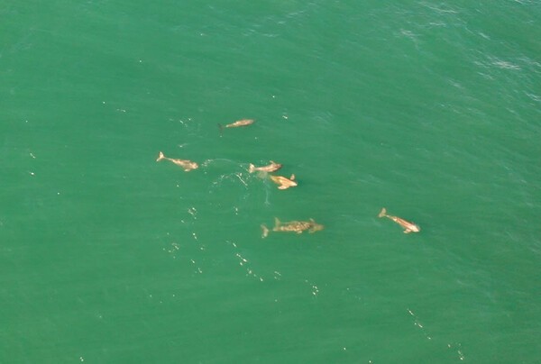 국립수산과학원 고래연구소가 지난해 항공 목시조사를 통해 서해에서 상괭이 무리를 발견했다. 사진=해양수산부 국립수산과학원
