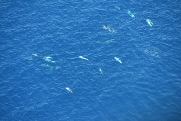 국립수산과학원 고래연구소가 지난해 항공 목시조사를 통해 동해에서 큰머리돌고래 무리를 발견했다. 사진=해양수산부 국립수산과학원